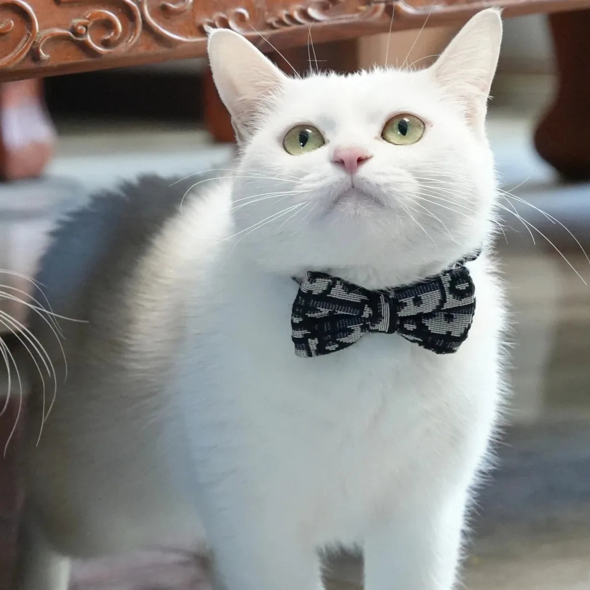 Collar elegante para mascotas